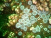 anemone3.jpg